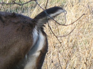 This deer was shitting. I love deer.