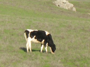 Saw some cows, though.