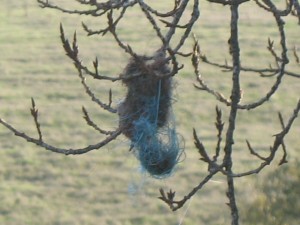 Wtf. Could be some sort of toy, or hairball.