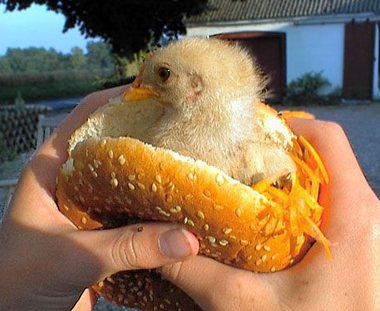 chickie sammich